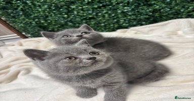 British Shorthair cats - Advert 8