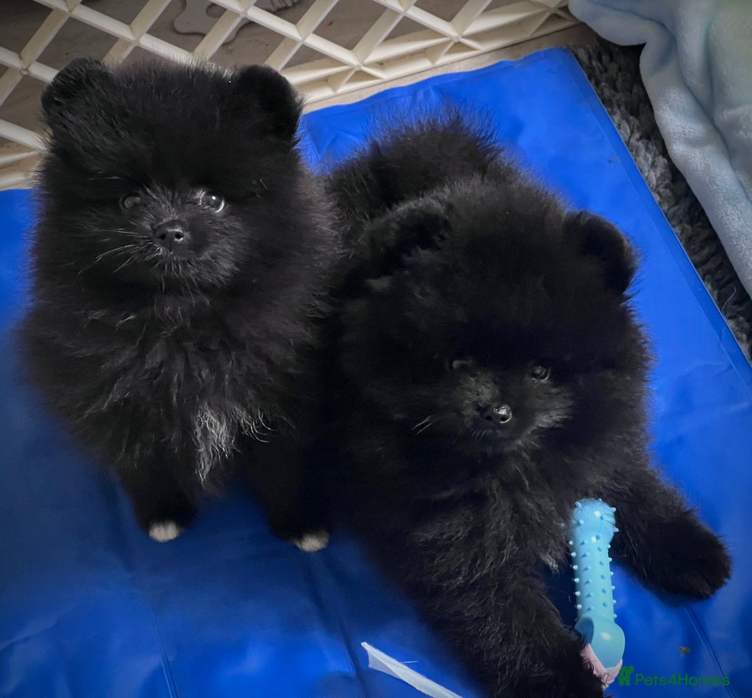 Pomeranian dogs for sale: ** TRUE TO TYPE BLACK POMERANIAN PUPPIES ** - Image 18
