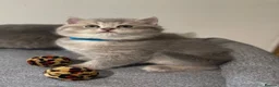 British Shorthair cats for sale: GCCF/TICA British Shorthair Champion line Kittens - Advert 7