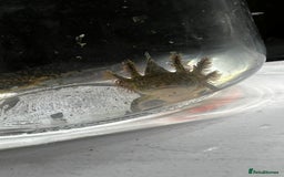 Axolotl reptiles for sale: Juvenile Axolotls - Image 2