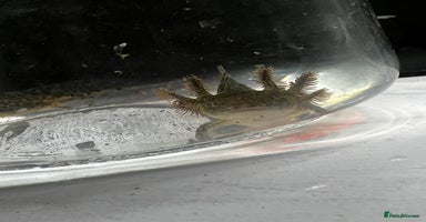 Axolotl reptiles - Advert 11