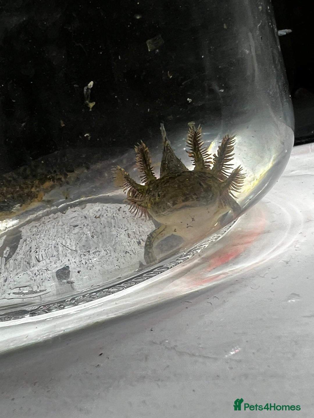 Axolotl reptiles for sale: Juvenile Axolotls - Image 2