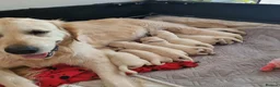 Golden Retriever dogs for sale: KC Golden Retriever Puppies – Waiting List Open - Advert 9