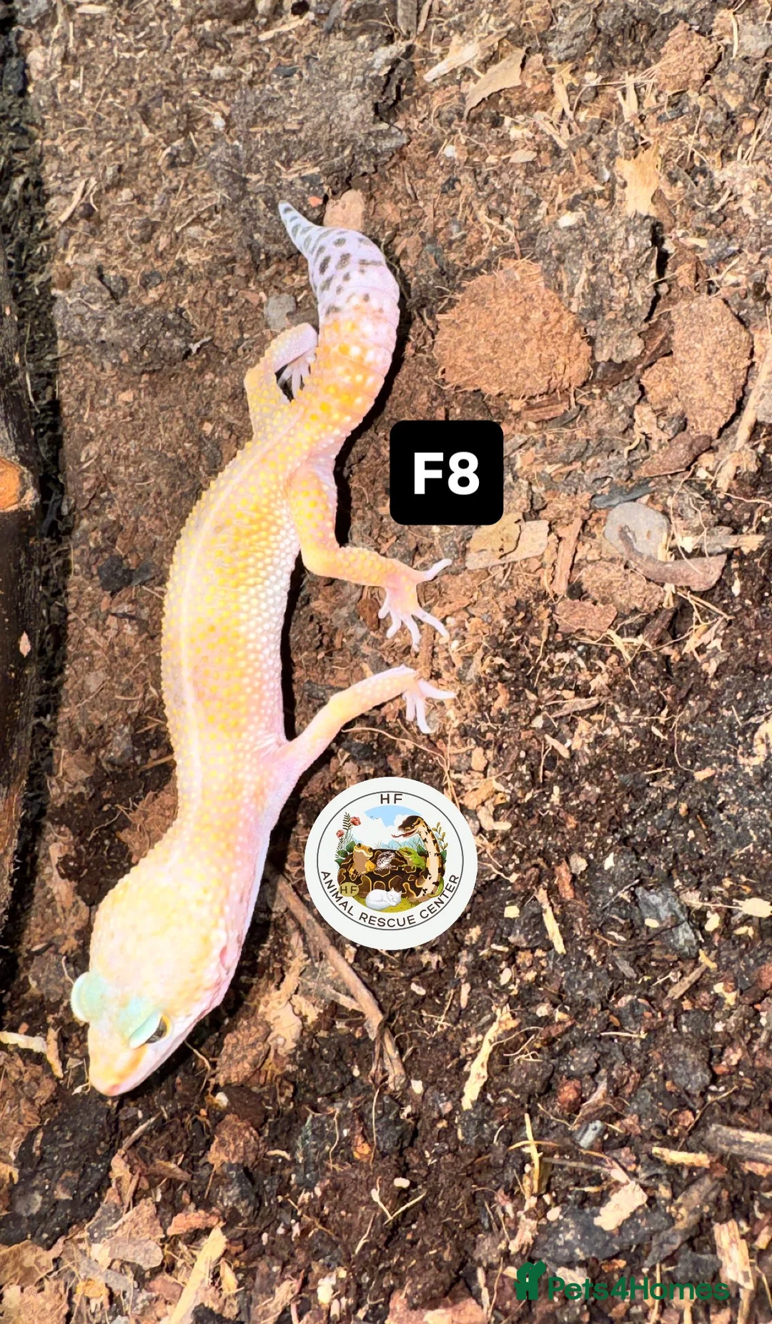 Leopard Gecko reptiles for sale: crested & leopard geckos - possible a full setup  - Advert 17
