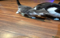 Domestic Shorthair cats for sale: Forever homes needed  - Image 16