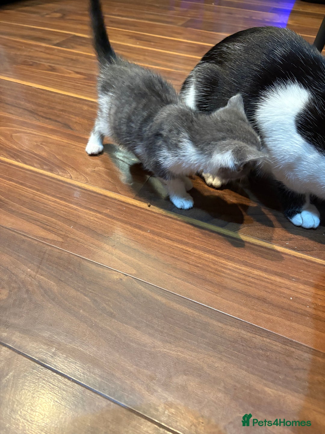 Domestic Shorthair cats for sale: Forever homes needed  - Image 16