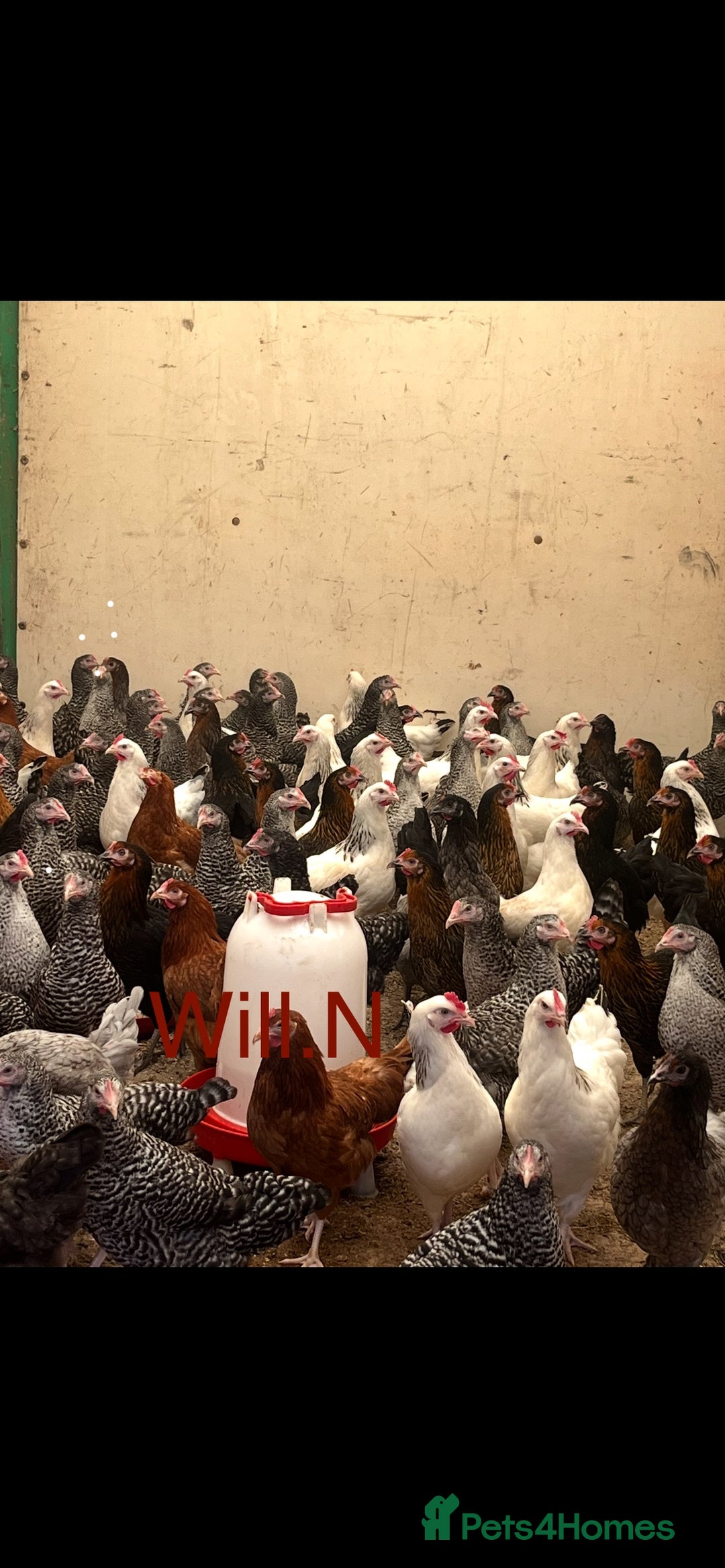 Chickens poultry for sale: Pullets Pol various breeds (read full description) - Advert 1