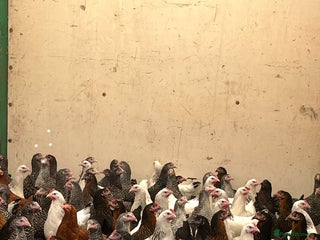 Chickens poultry Pullets Pol various breeds (read full description) - Advert 1