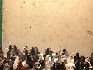 Chickens poultry Pullets Pol various breeds (read full description) - Advert 2