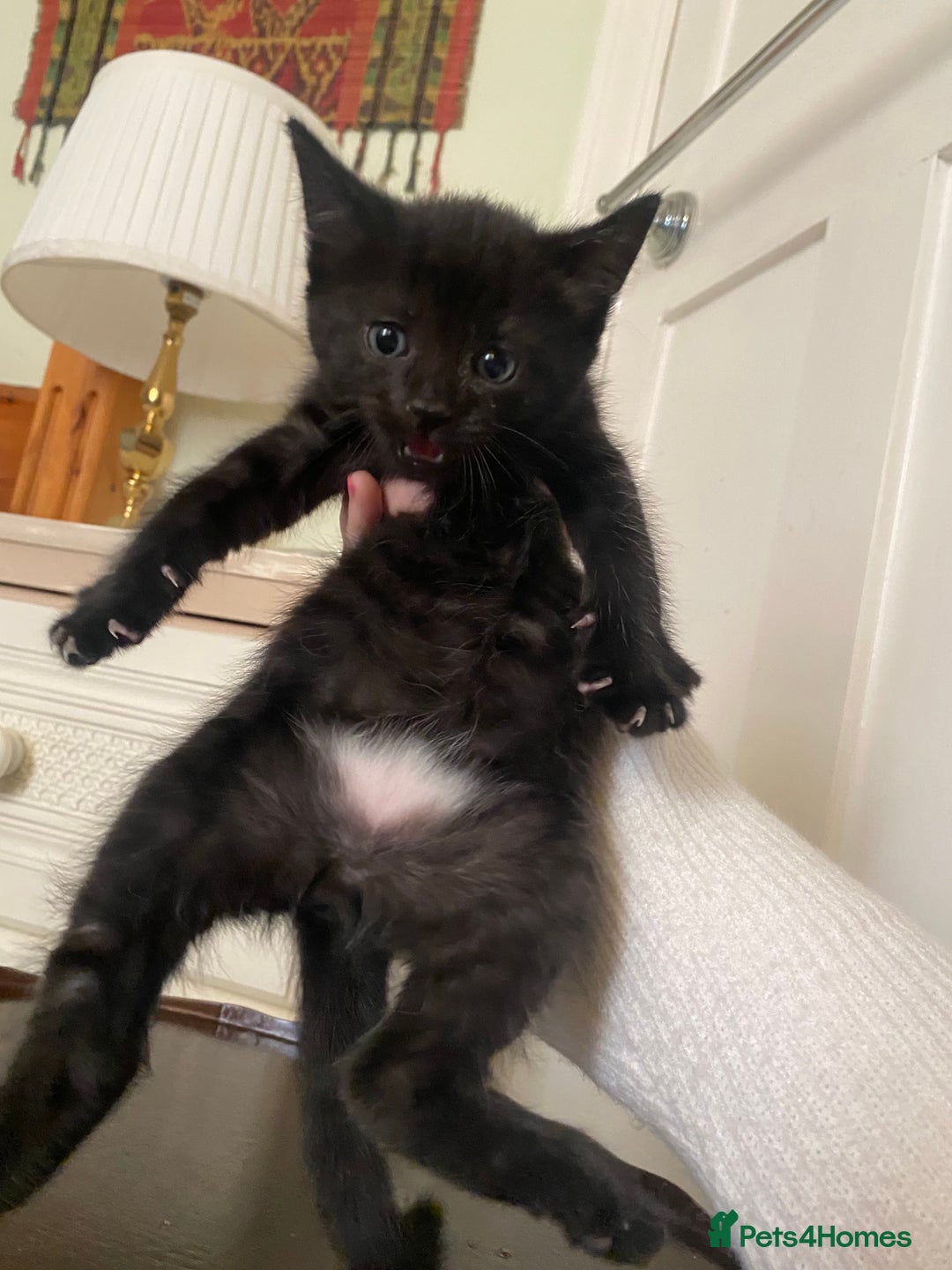 Mixed Breed cats for sale: Persian kittens 🐈‍⬛🐾 - Advert 3