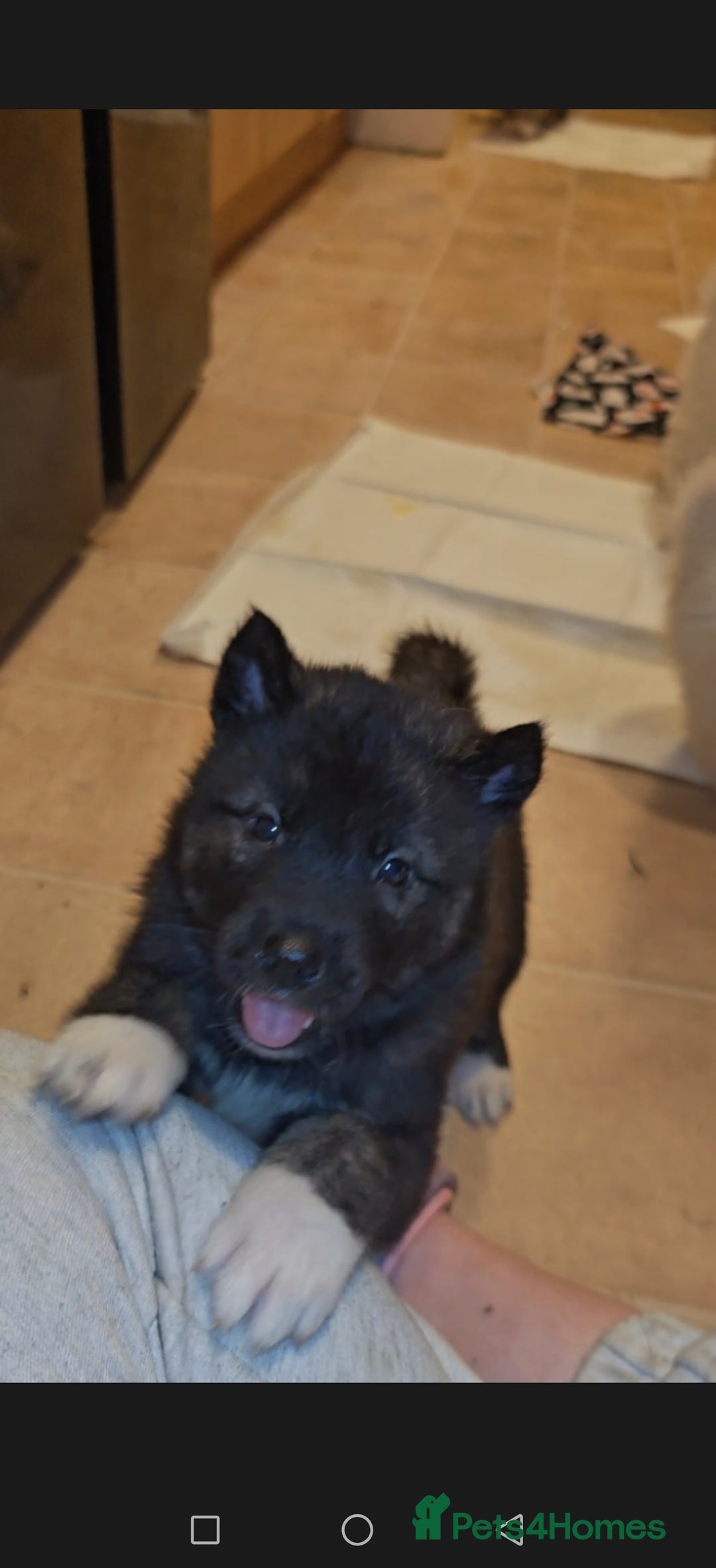 Akita dogs for sale: Akita puppys ready now  - Advert 25