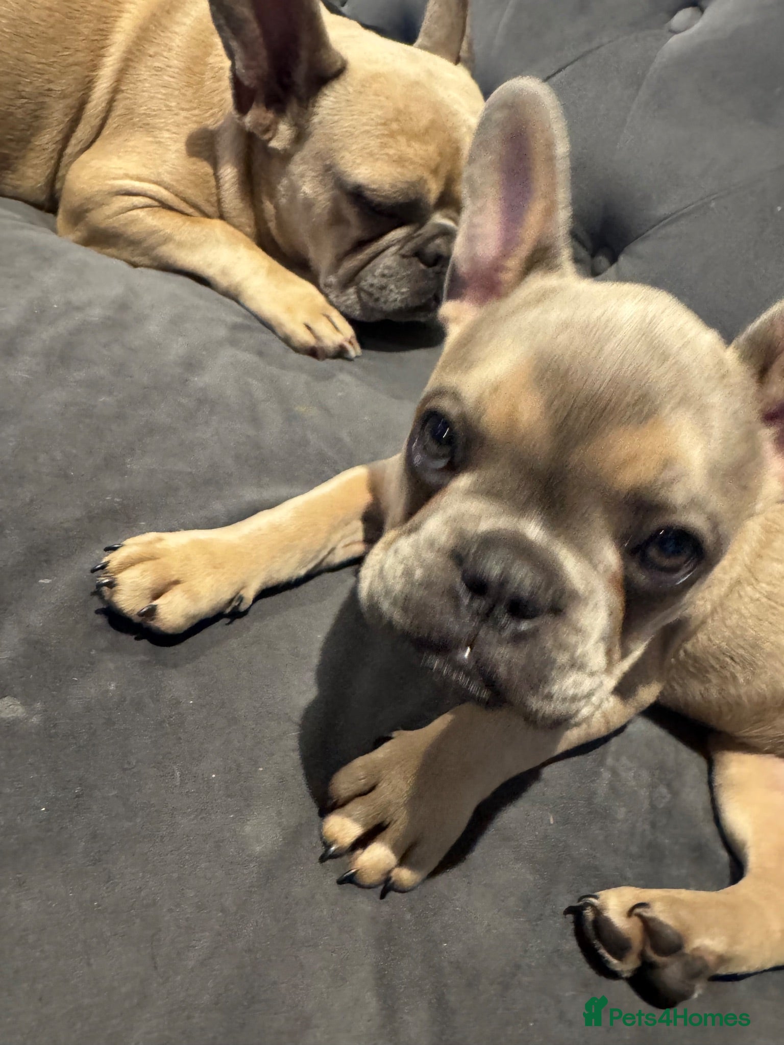 French Bulldog dogs 🐾Last 2  beautiful girls🐾 - Advert 1