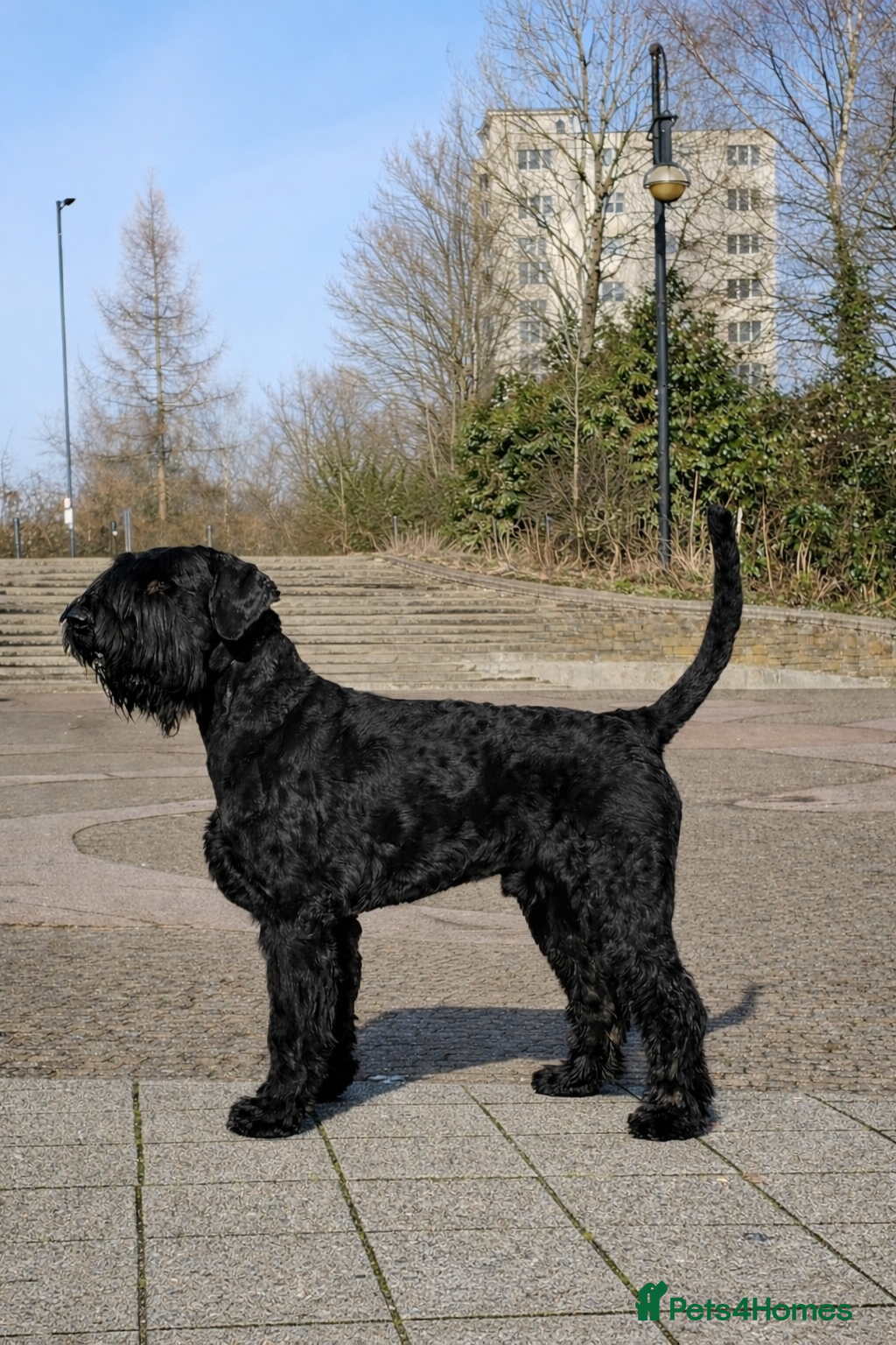 Giant Schnauzer dogs KC Giant Schnauzer Puppies - Advert 2