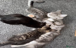 Maine Coon cats for sale: Maine coon x shorthair kittens available  - Image 7