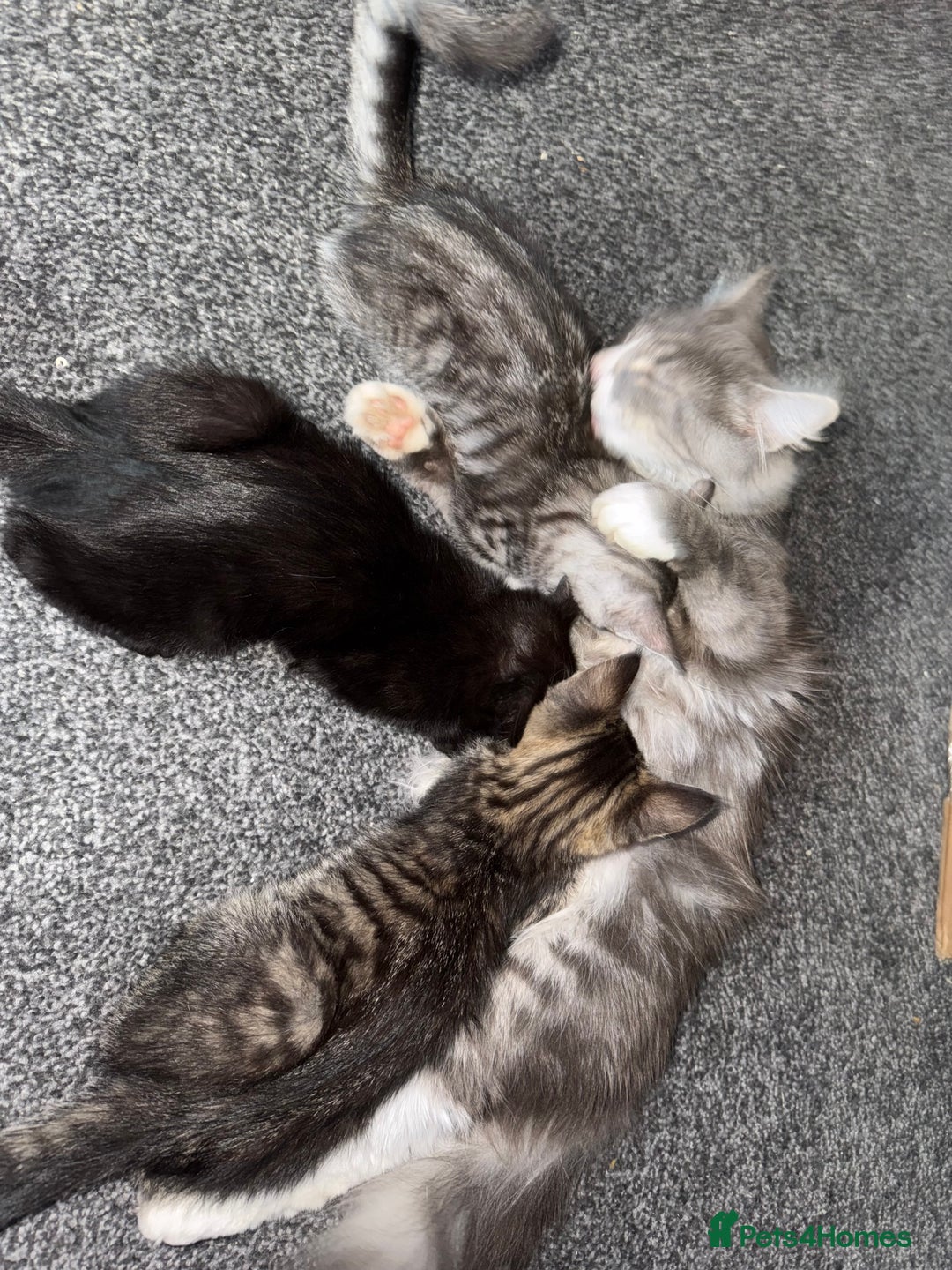 Maine Coon cats for sale: Maine coon x shorthair kittens available  - Image 7