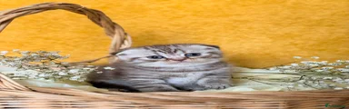 Scottish Fold 2
