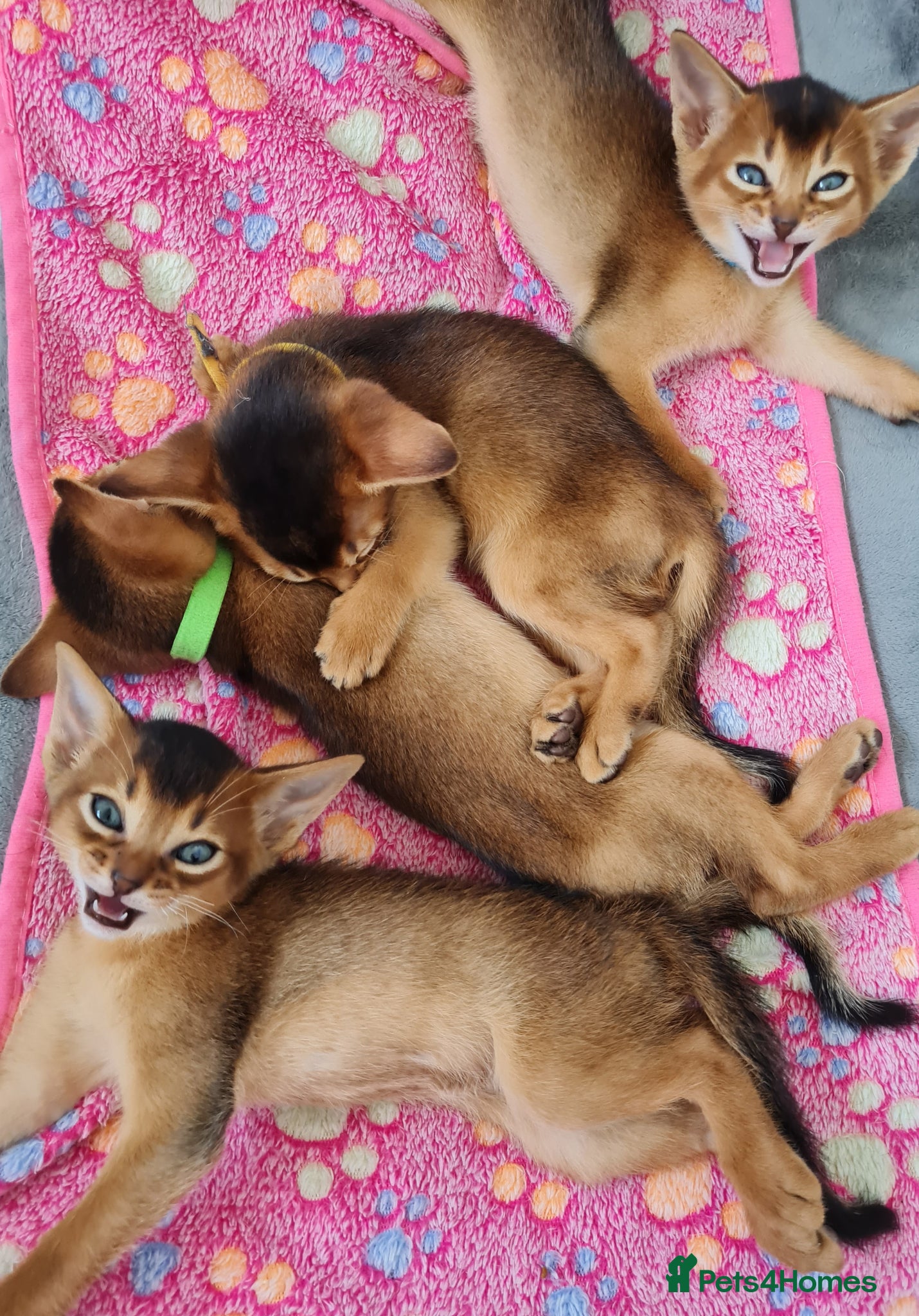 Abyssinian cats LAST TWO BOYS,champion line Abyssinian kittens🎖 - Advert 1