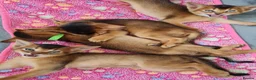 Abyssinian cats for sale: LAST TWO BOYS,champion line Abyssinian kittens🎖 - Advert 14