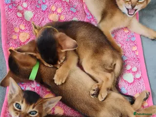 Abyssinian cats LAST TWO BOYS,champion line Abyssinian kittens🎖 - Advert 16