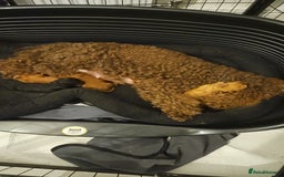 Miniature Poodle dogs for sale: Majestic trusted companies secure yours today  - Image 10