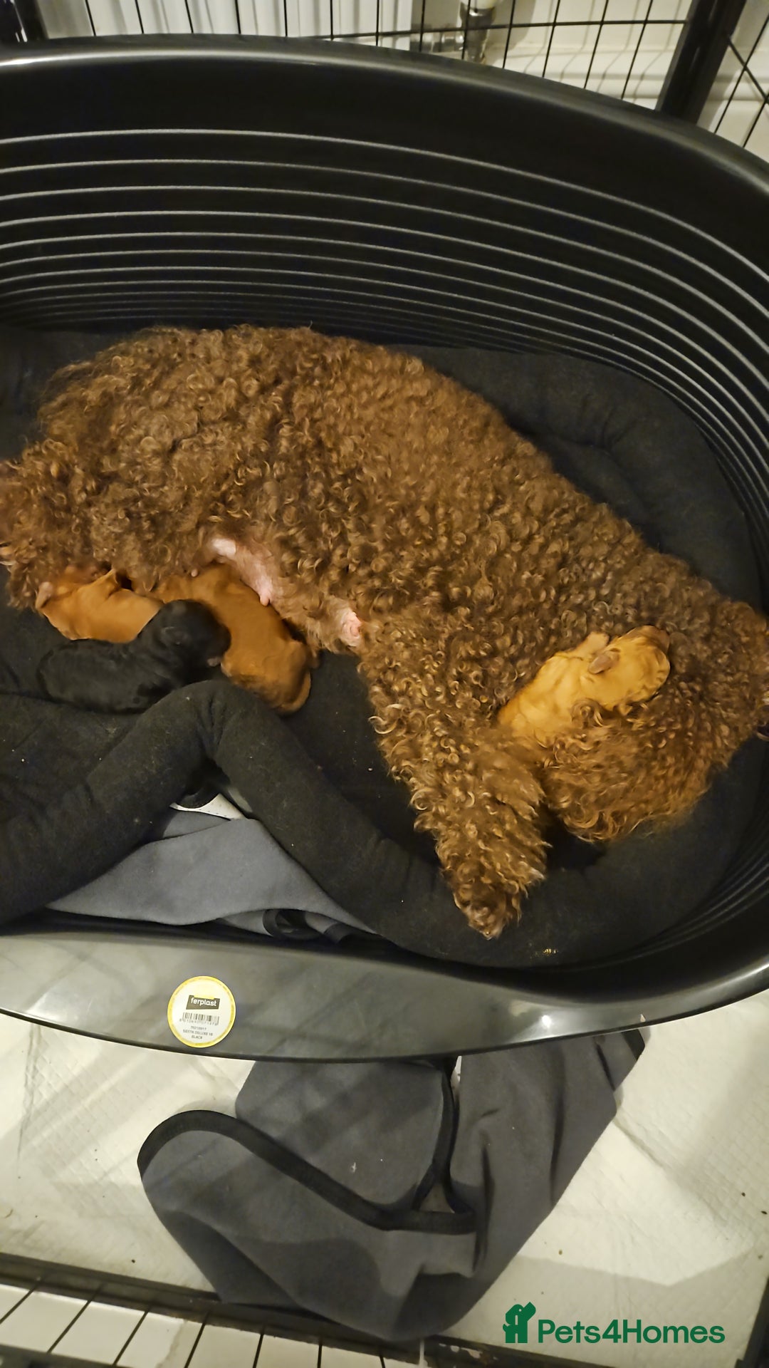 Miniature Poodle dogs for sale: Majestic trusted companies secure yours today  - Image 10