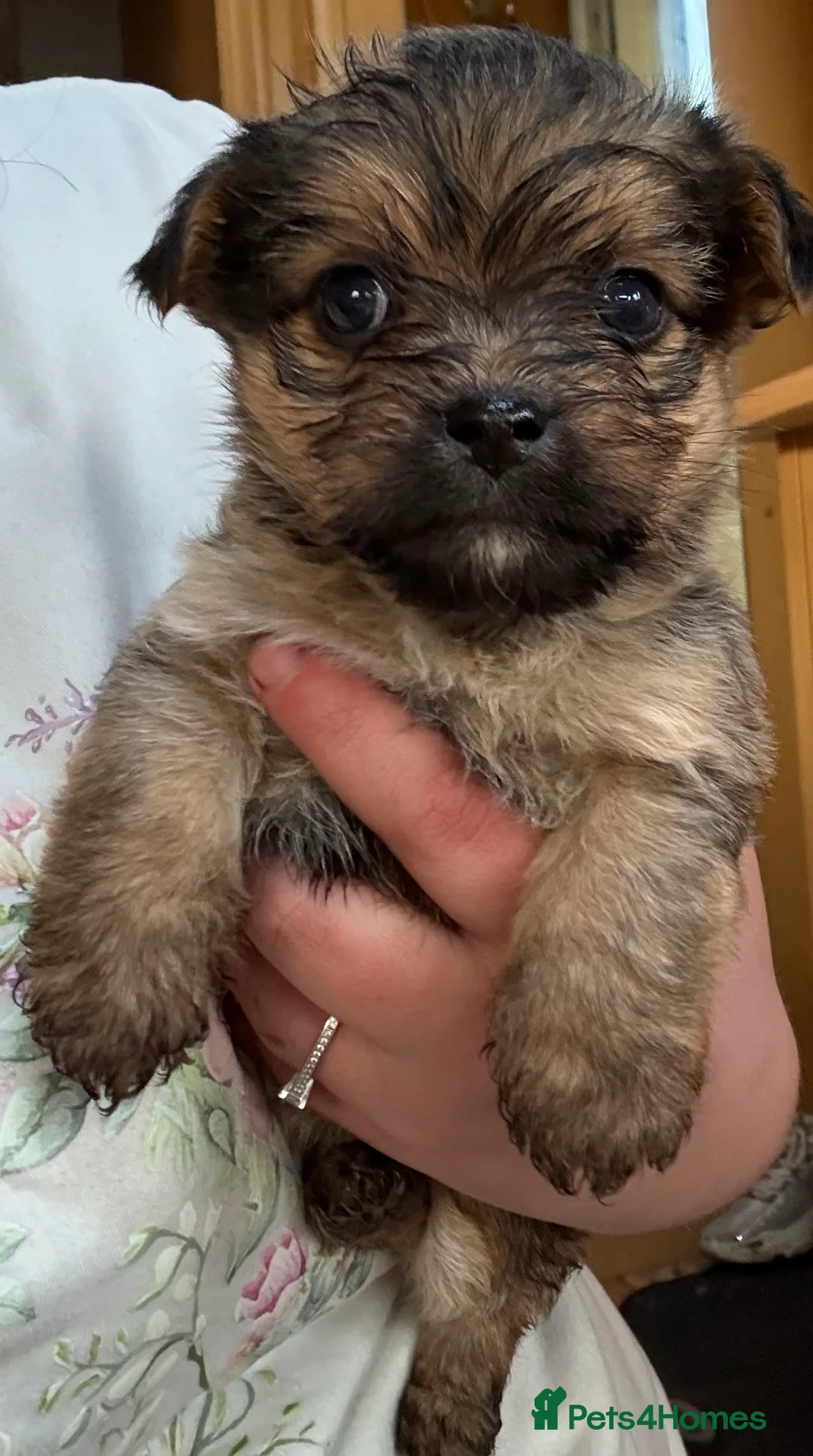 Yorkiepoo dogs for sale: 2 Yorkipoo puppies for sale  - Advert 4