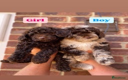 Cockapoo dogs for sale: Beautiful Cockapoos ready now 🏠 🤎 - Image 1