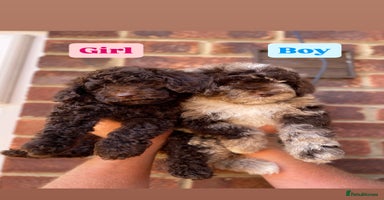Cockapoo dogs - Advert 2