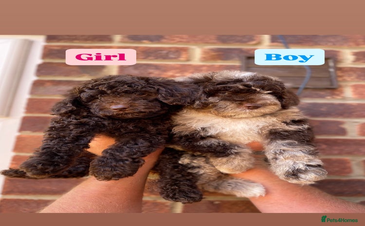 Cockapoo dogs - Advert 2