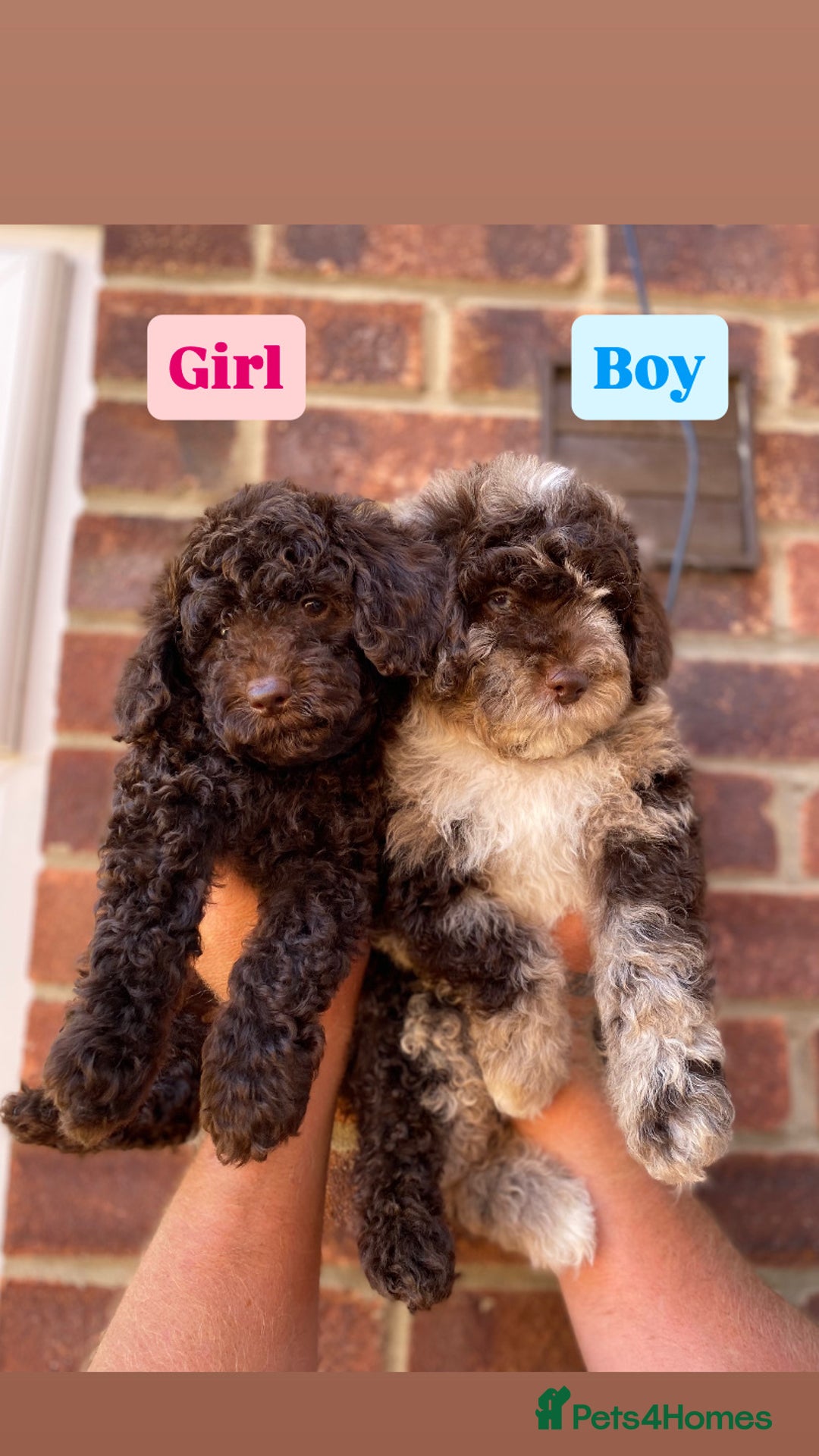 Cockapoo dogs for sale: Beautiful Cockapoos ready now 🏠 🤎 - Image 1