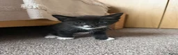 Mixed Breed cats for sale: Beautiful Quality Kittens - Stunning Markings - Advert 6