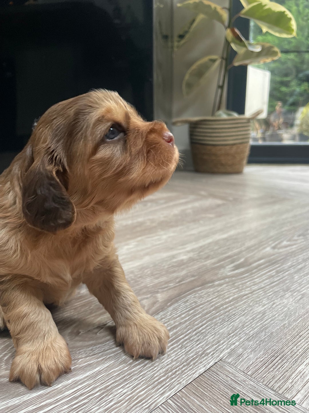 Cocker Spaniel dogs for sale: Beautiful health tested Cocker spaniel pups  - Advert 28
