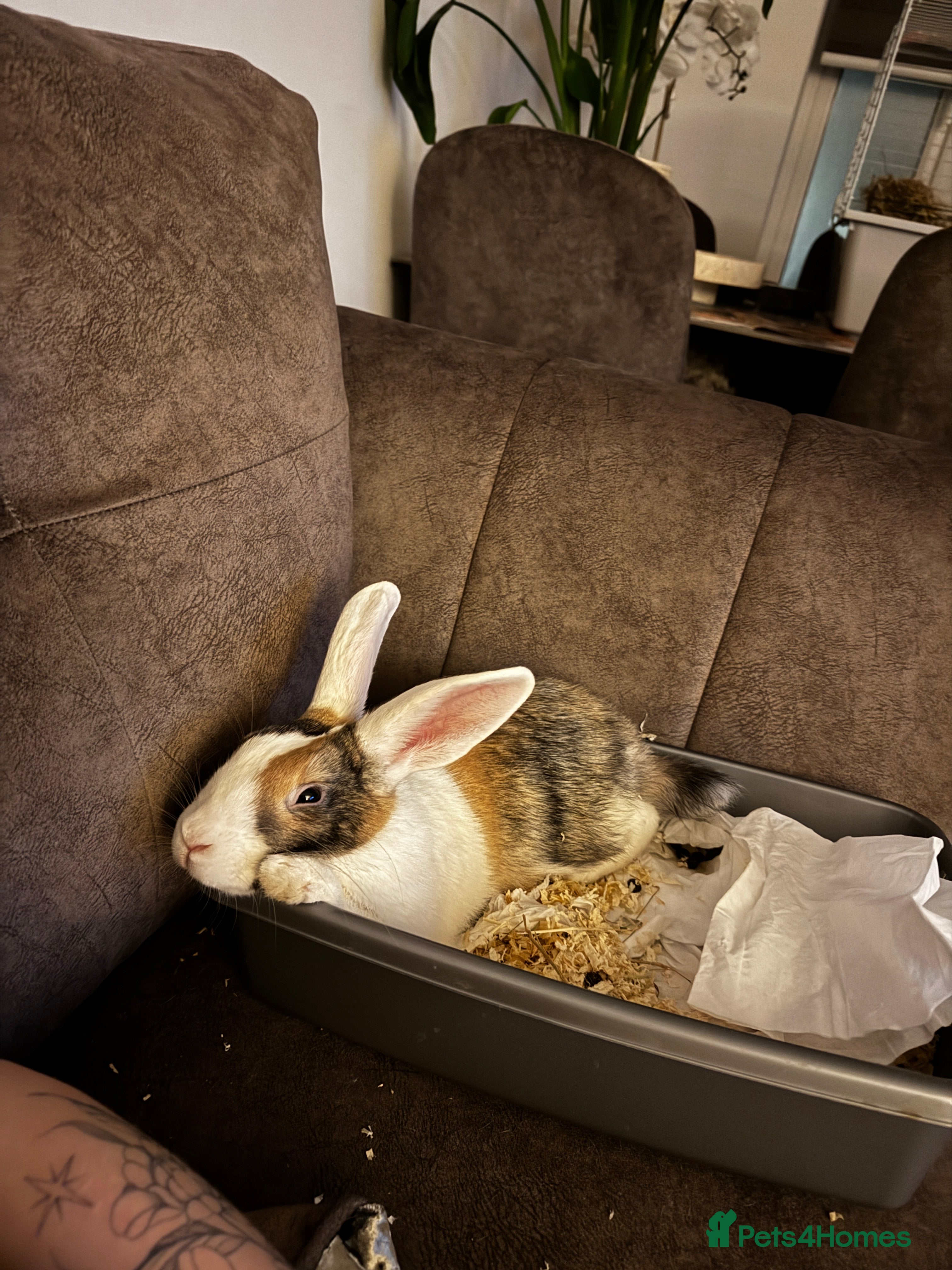 Mixed Breed rabbits Neutered male rabbit  - Advert 1