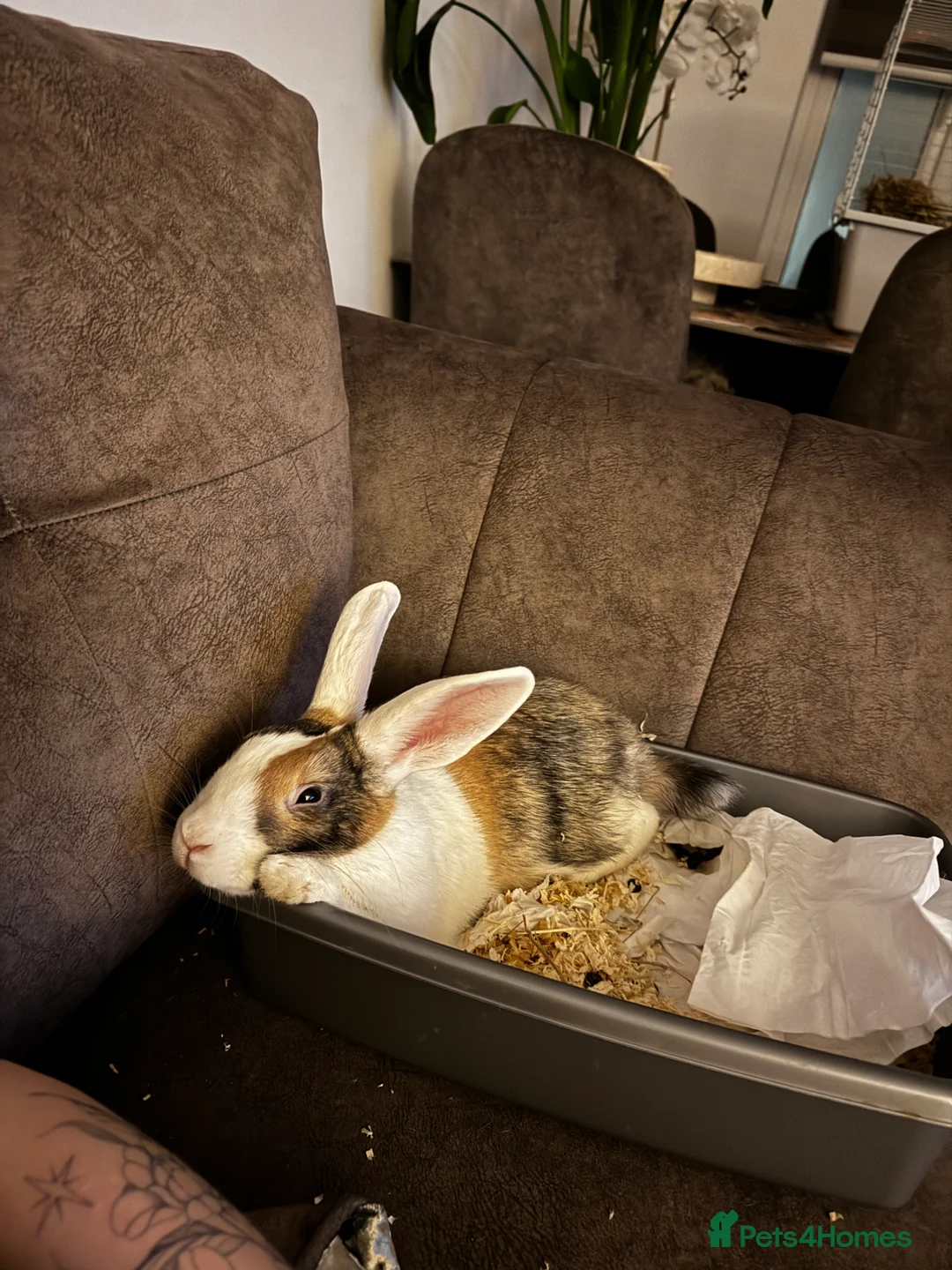 Mixed Breed rabbits for sale: Neutered male rabbit  - Advert 1