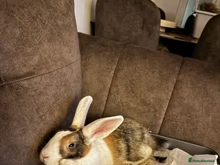 Mixed Breed rabbits Neutered male rabbit - Advert 3