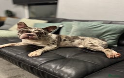 French Bulldog dogs for sale: French bulldog - Advert 9