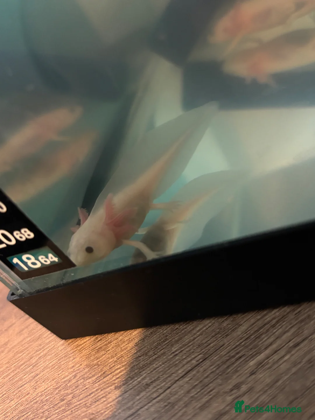 Axolotl reptiles for sale: Axolotls  in Redcar - Advert 2