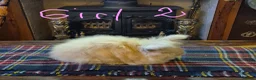 Angora rabbits for sale: Gorgeous Angora Rabbits, Pure Bred Full Faced. - Advert 19