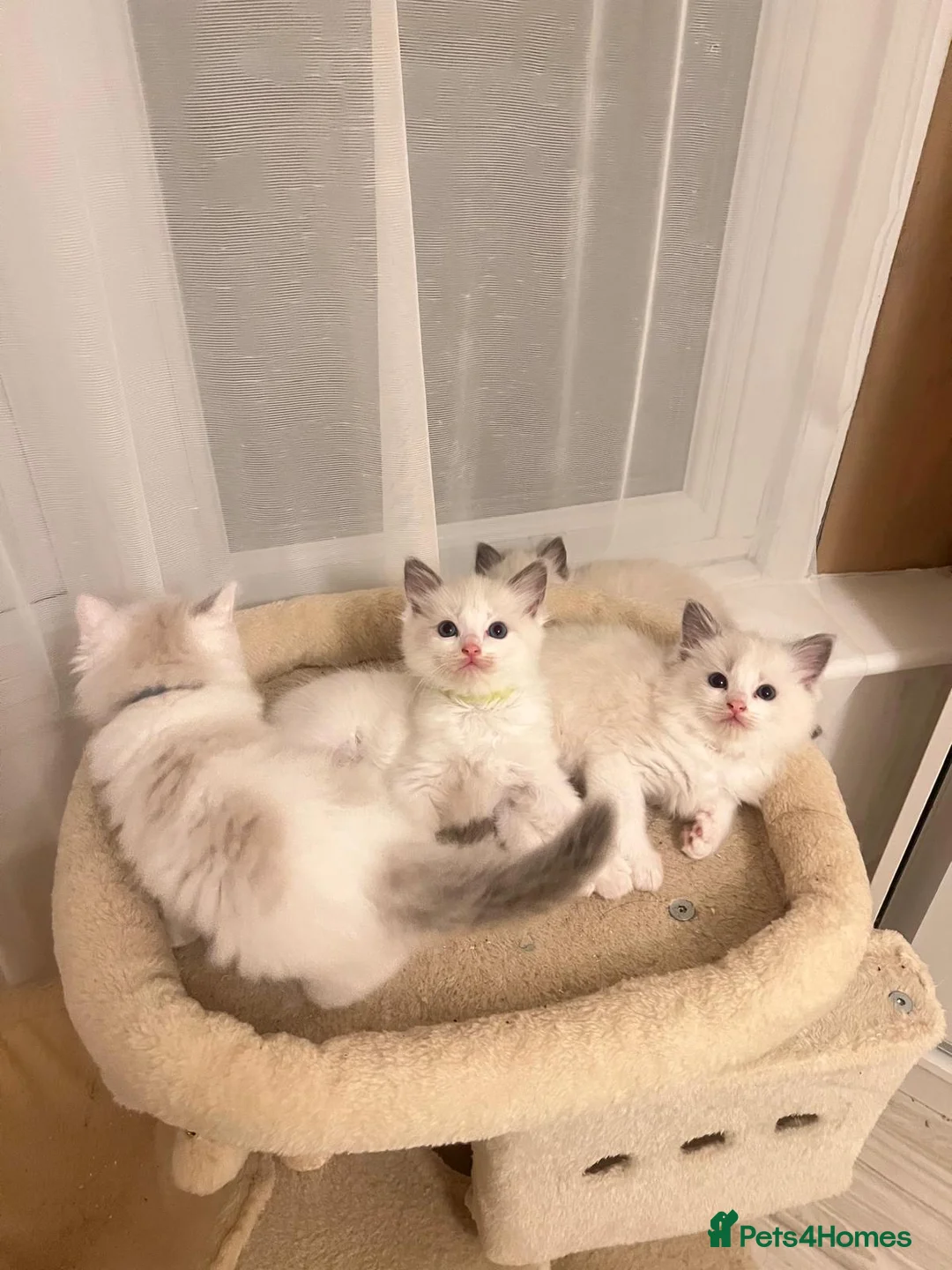 Ragdoll cats for sale: 5 Adorable male Ragdoll kittens for sale - Advert 2