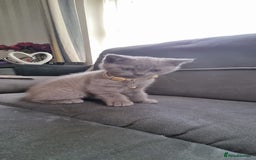 British Shorthair cats for sale: 3 BEAUTIFUL BSH KITTENS FOR SALE 2 Blue 1 Lilac - Image 10
