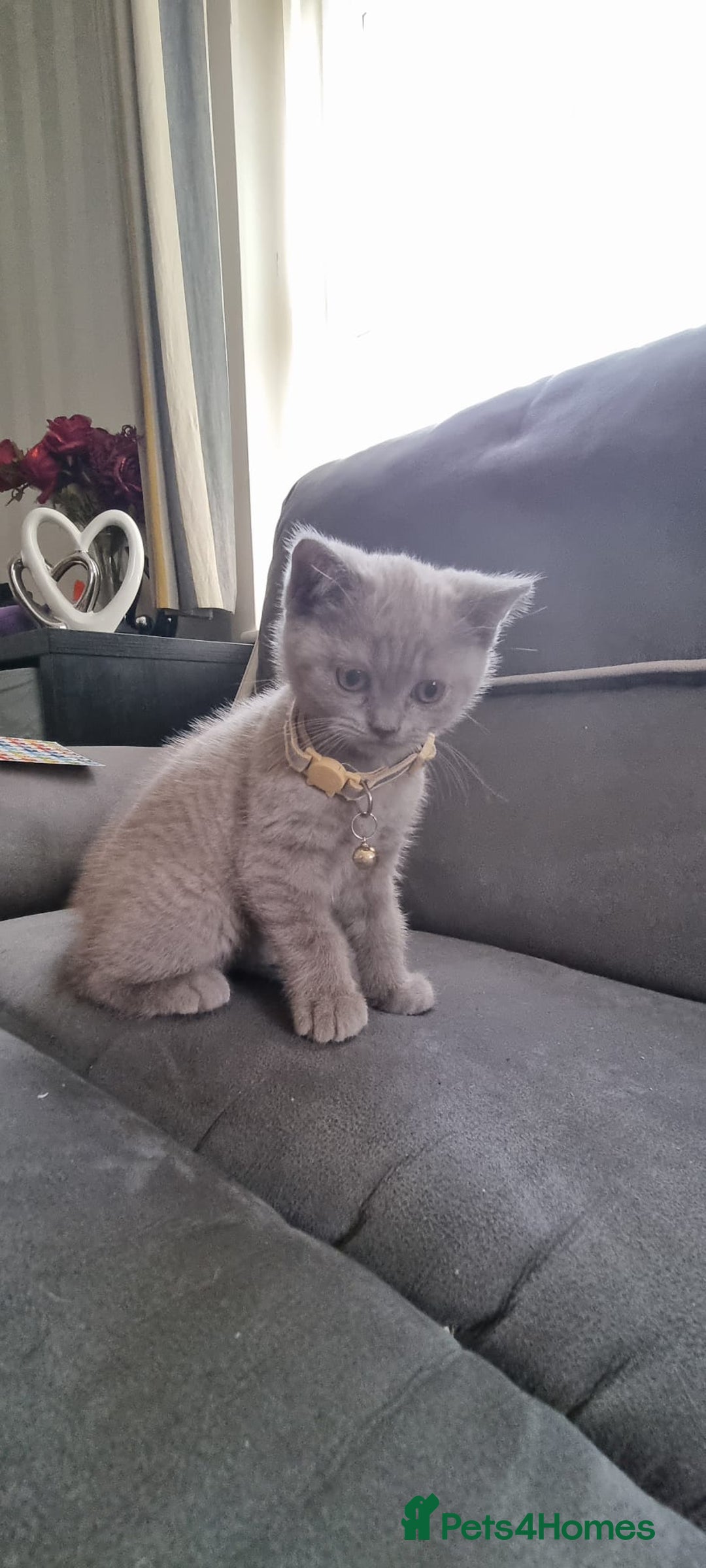 British Shorthair cats for sale: 3 BEAUTIFUL BSH KITTENS FOR SALE 2 Blue 1 Lilac - Image 10