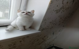 British Shorthair cats for sale: Scottish Fold and Straight kittens  - Image 33