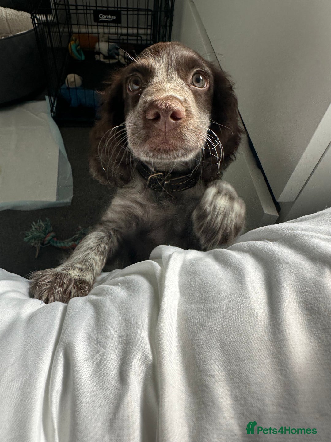 Cocker Spaniel dogs for sale: Sadly having to re-home my 5 month old puppy - Advert 5