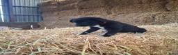 Borador dogs for sale: Labrador x Border Collie Pups for Sale - Advert 10