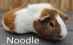 Guinea Pig rodents for sale: Happy, Healthy, Handsome & Confident Pet Boars - Image 2