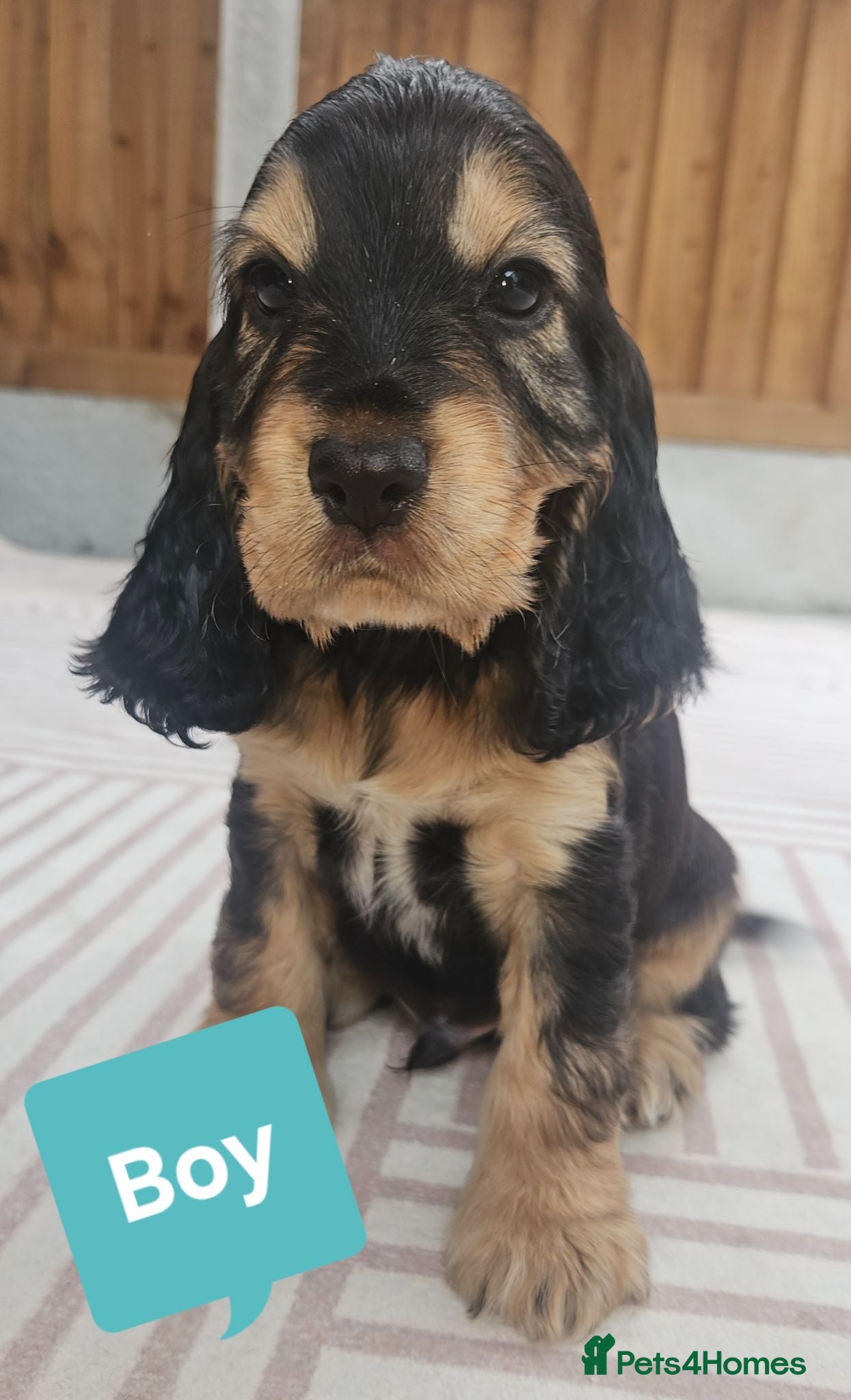 Cocker Spaniel dogs 3 Handsome Boy Show Cocker Spaniel Left - Advert 2