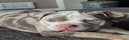 Olde English Bulldogge dogs for sale: Olde English Bulldogge puppies - Advert 6