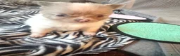 Pomchi dogs for sale: Beautiful tiny lilac merle chihuahua Pomeranian  - Advert 11