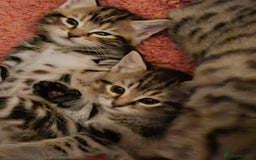 Domestic Shorthair cats for sale: Bengal cross kittens longhaired and shorthaired - Image 11