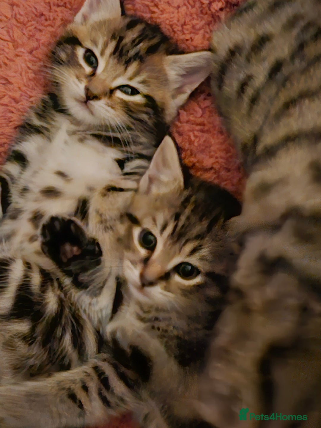 Domestic Shorthair cats for sale: Bengal cross kittens longhaired and shorthaired - Image 11